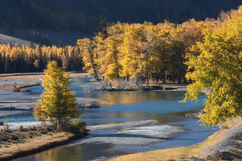 алтай, река, осень, россия Золото Алтаяphoto preview