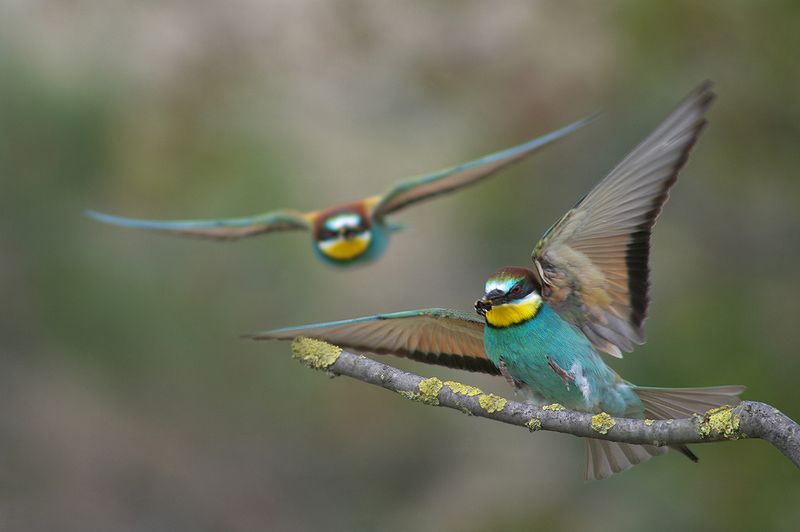 Щуркиphoto preview