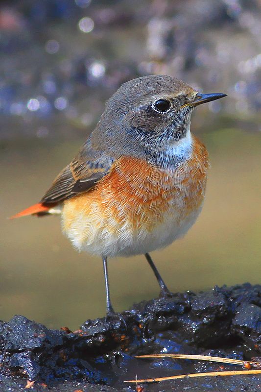 bird,wildlife,nature,mud,puddle,color,beautiful,scene,woods,scenery,autumn,wild,beauty,forest,birds,red Forest beautyphoto preview