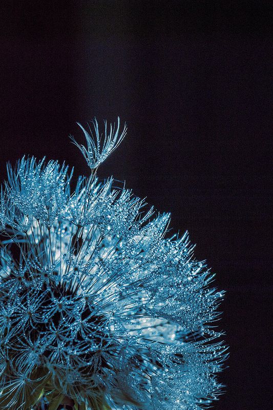 dandelionphoto preview