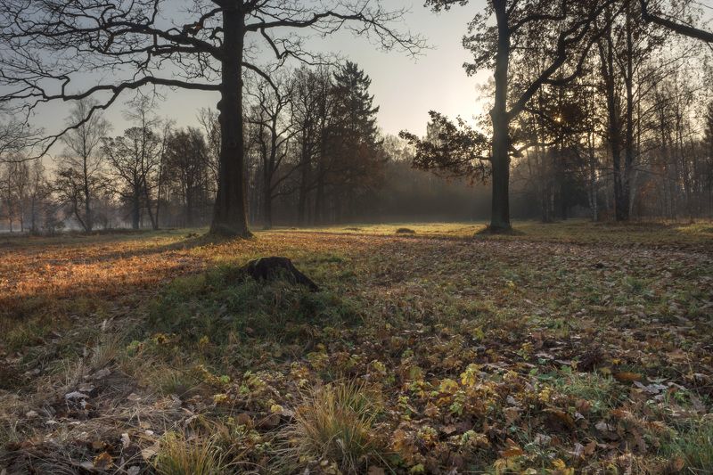 Утро в Баболовском паркеphoto preview