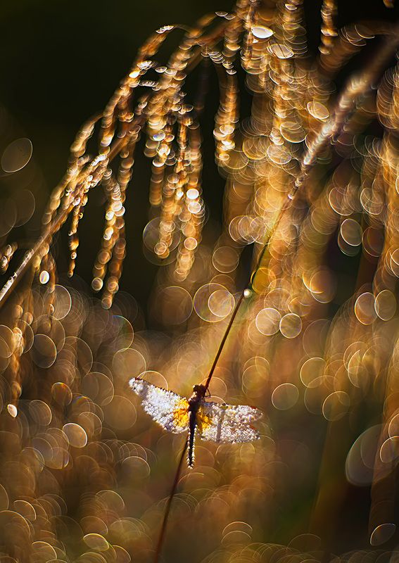 стрекоза, макро, роса, утро, природа, насекомое, боке, petzval Золото утраphoto preview