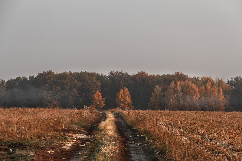лес, утро, дорога, поле, очень Дрёмный лес встречает рассвет...photo preview