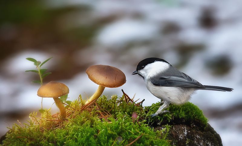 гаичка,птицы,анималистика,север,печора,коми,осень,грибы Осень не сдаётся, а ведь уже конец октябряphoto preview
