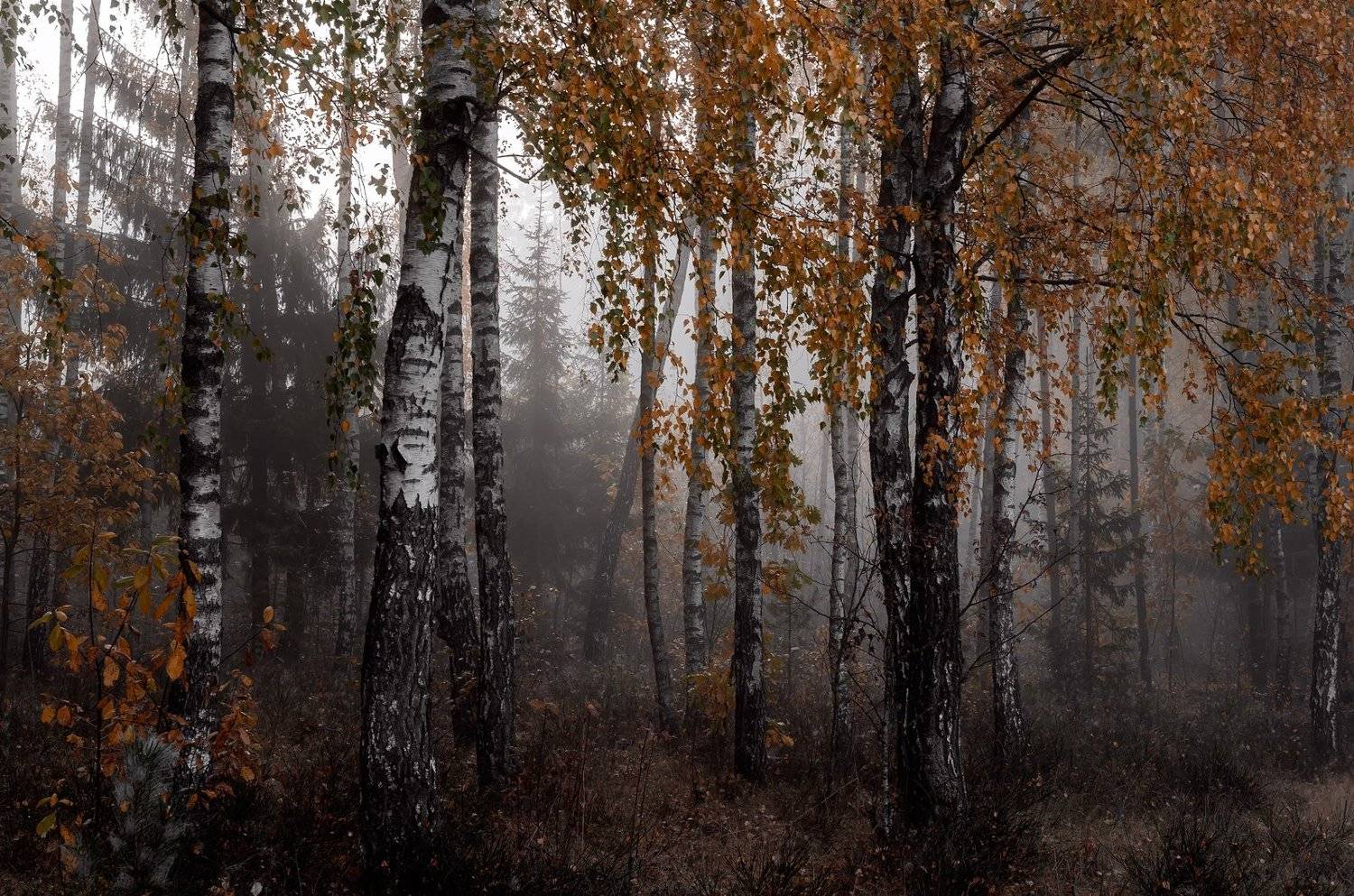 ***. Автор: Руслан Авдевич , Руслан Авдевич