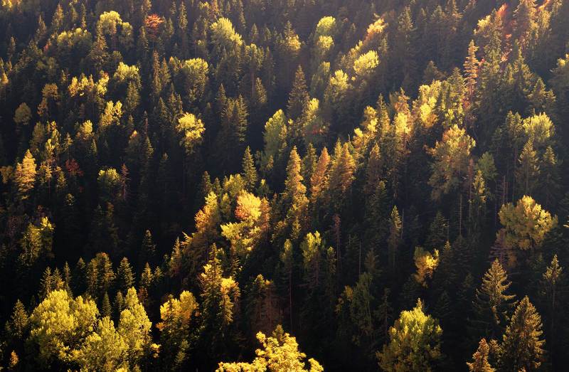 Abstract autumn viewphoto preview