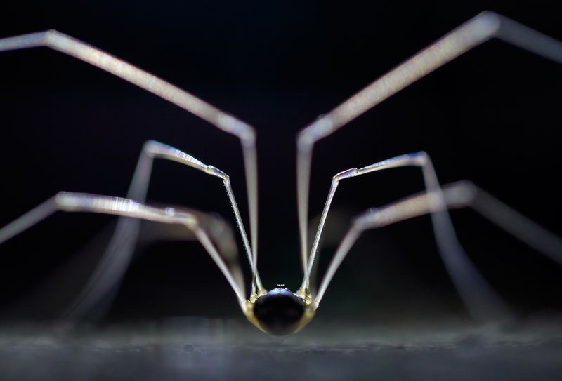 косиножка Ноги от ушейphoto preview