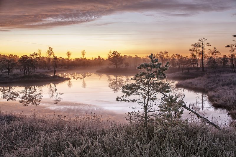 болото снег утро Kemeriphoto preview