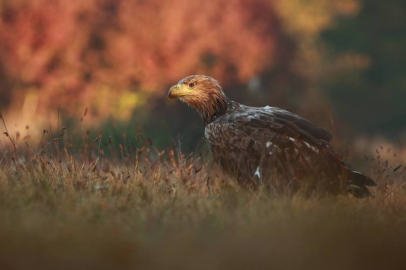 Autumn eagle фото превью