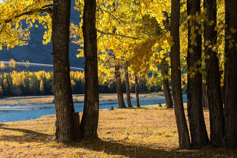 алтай, чуя, река, осень Осенние краскиphoto preview