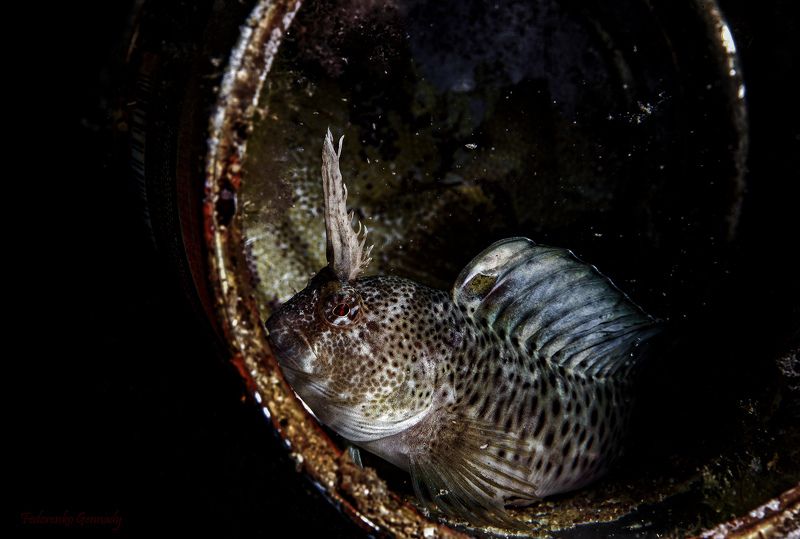 Рыбка в банке на моем окне.photo preview