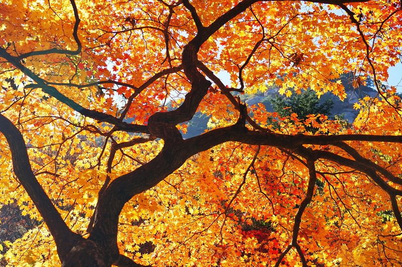 Autumn Seoulphoto preview