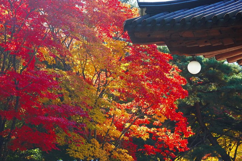 Autumn Templephoto preview