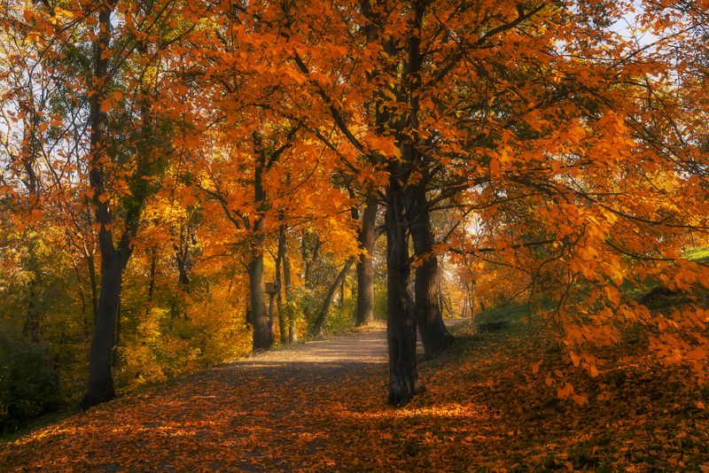 парк, ботанический, осень, октябрь Великолепие октябрьских аллейphoto preview