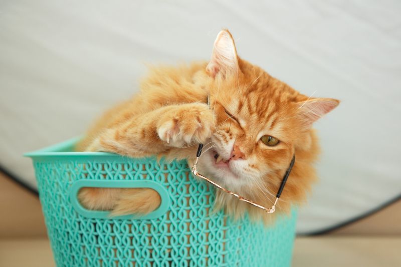 Рыжикphoto preview