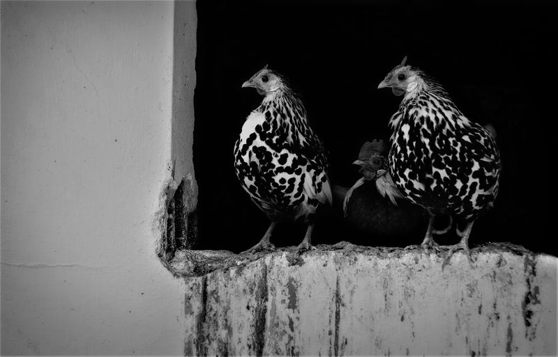twilight, hen, cock, animal, b&w, курица, петух Before Twilightphoto preview