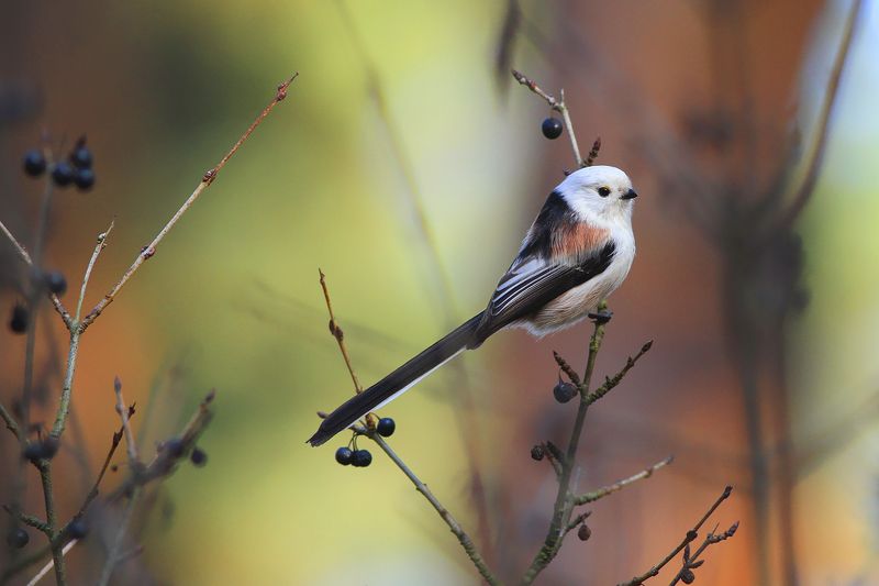bird,wildlife,nature,forest,morning,color,beautiful,scene,songbird,birds,wild,beauty,autumn,sunlight Long-tailed titphoto preview