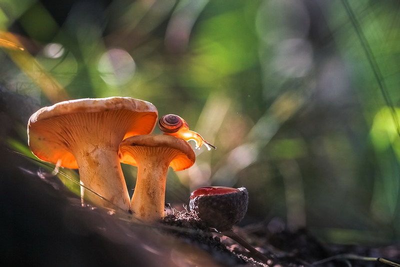 Родная стихияphoto preview