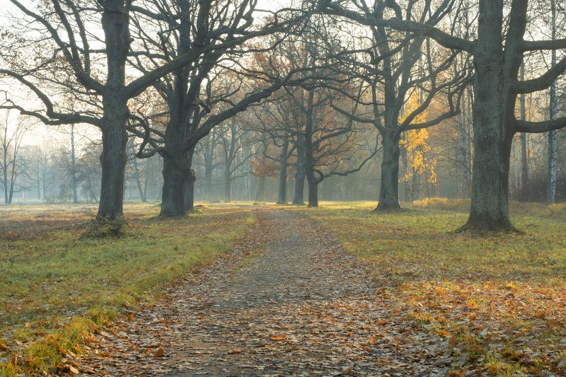 Утро в Баболовском паркеphoto preview