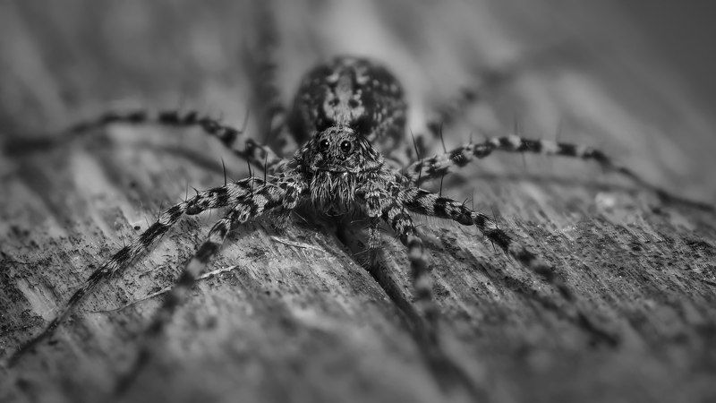 мир Ч/Бphoto preview