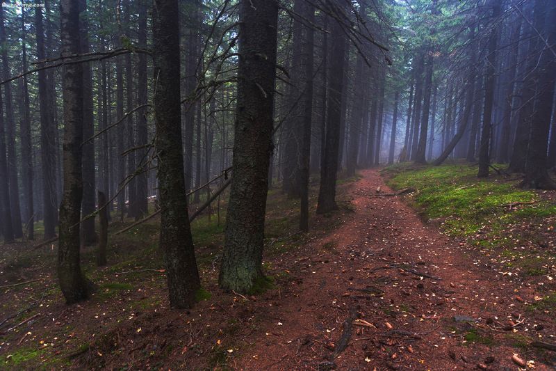 Autumn forest..photo preview