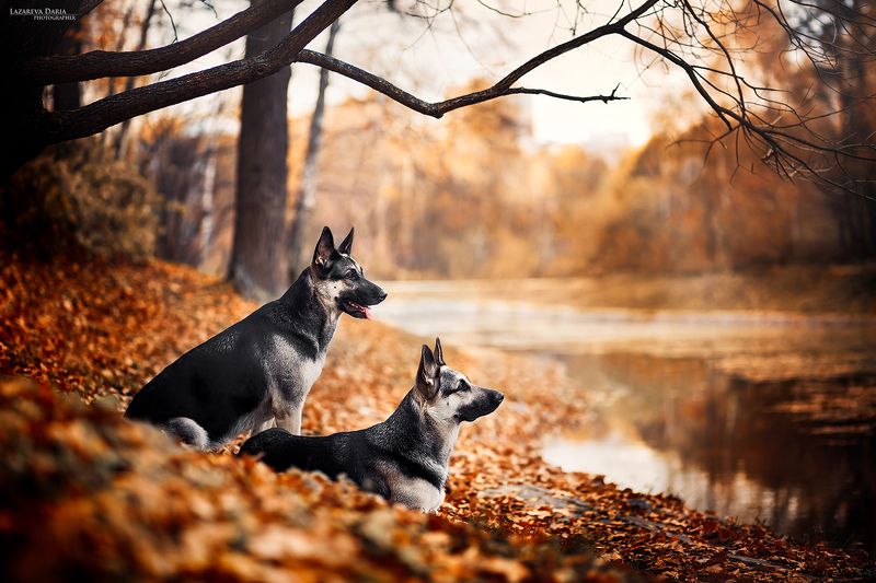 собака, природа, овчарка, лес, осень, пруд Сестрыphoto preview