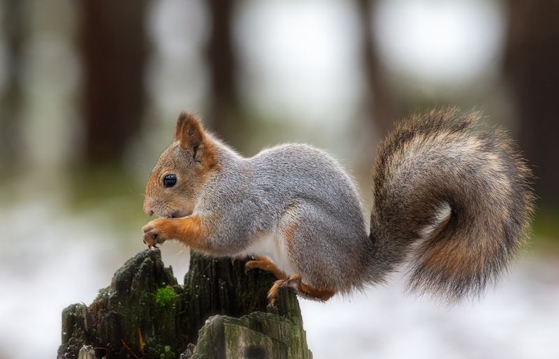 белка,белки,осень,север,природа,коми,животные,векша Векшаphoto preview