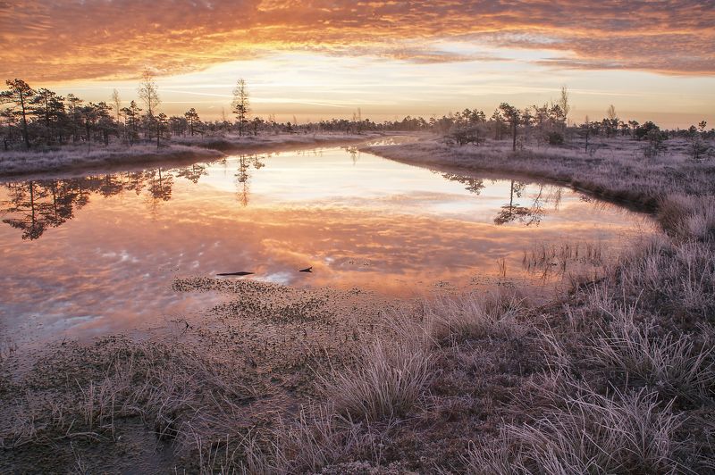 болото снег утро Kemeri 2018photo preview