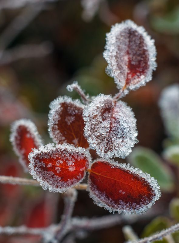 Иней на листьях голубики.photo preview