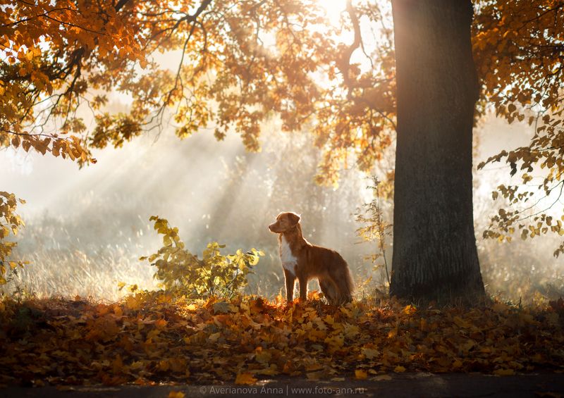 собака, природа, утро утроphoto preview