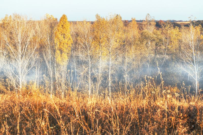 лес, утро, туман, осень, береза, небо Туманное утро...photo preview