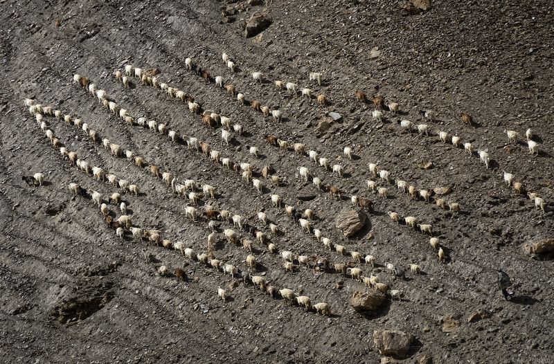 Индия Стадо коз на склоне.photo preview