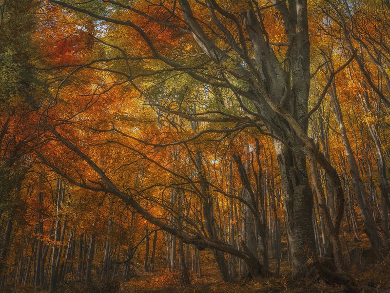 Витошаphoto preview