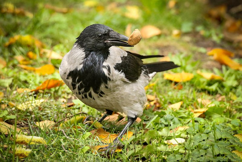природа, парк, ворона, орех Ловкая ворона фото превью