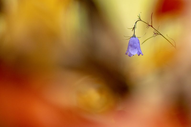 цветы,цветок,макро,растения,природа,осень,колокольчик,листва Пылает осенний лесphoto preview