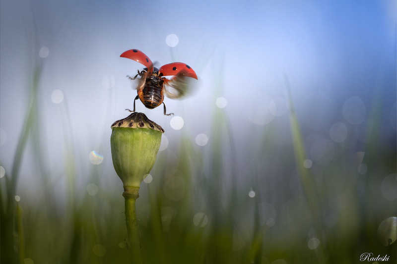 Coccinella in volophoto preview