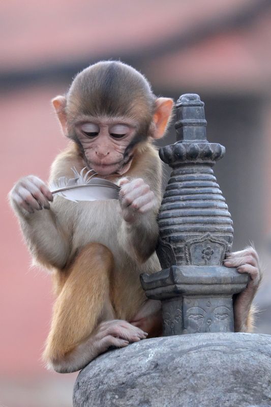 обезьяна, непал, катманду, ребенок, любопытство, monkey, nepal, kathmandy, kid, curiosity Детское любопытствоphoto preview