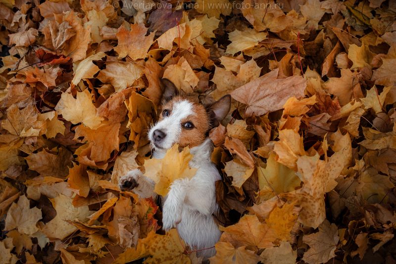 собака, осень, милая Осеннее настроеньеphoto preview