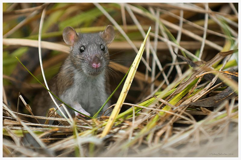 Нас не ждали, но мы приперлись...photo preview