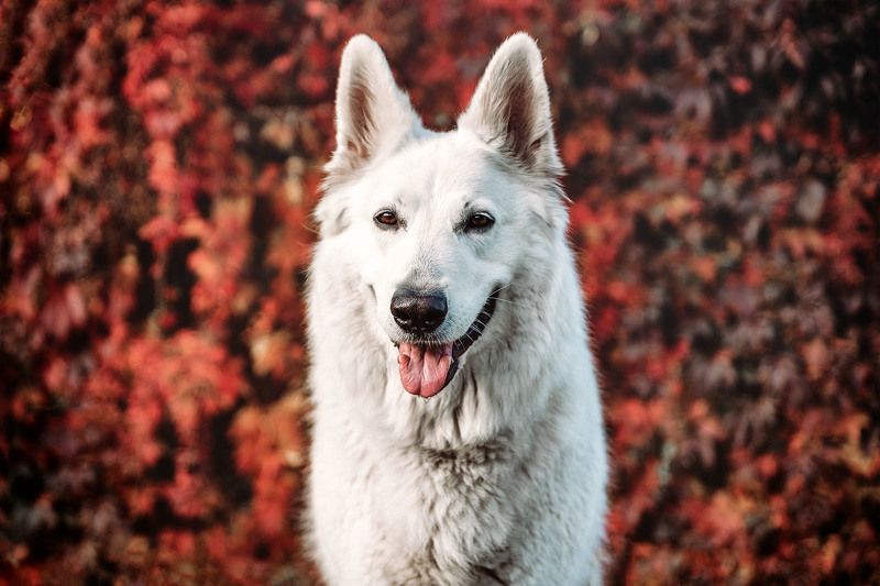 Lady in Redphoto preview