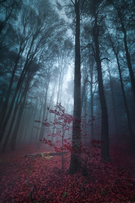 autumn, fall, landscape, forest, trees, wide angle, fog, mist, mountain, woods, spring, bulgaria, nature, green, plant, weed, leafs, dream, panorama, woodland, gora, mountain, grass, magic, dreamy, colors, foggy Осенние сказкиphoto preview
