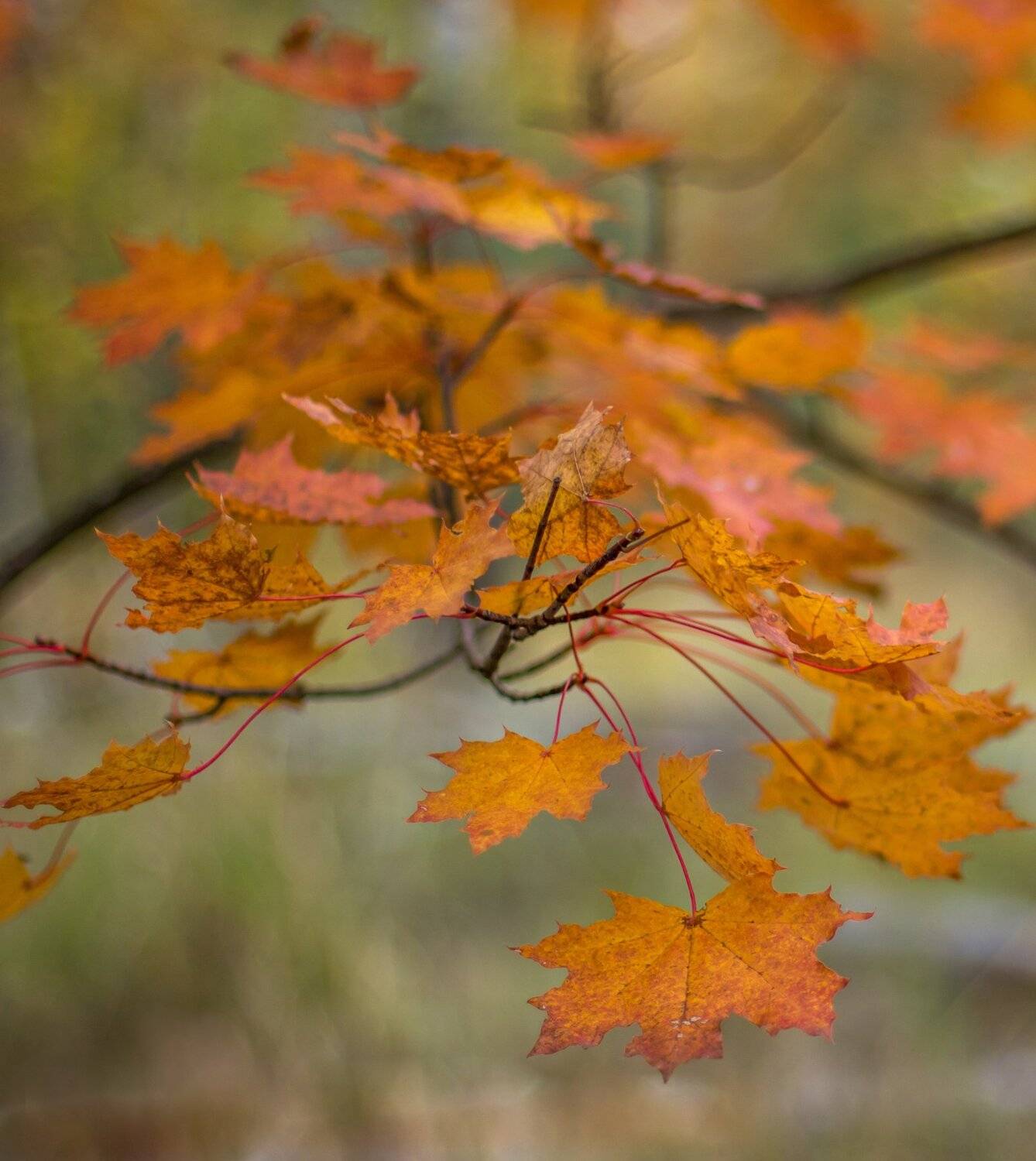 Автор: Руслан Востриков , Руслан Востриков