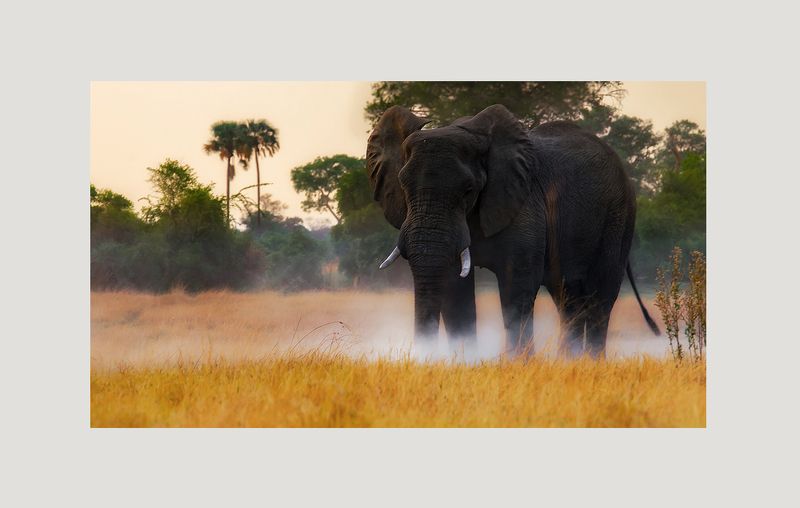 Etosha фото превью