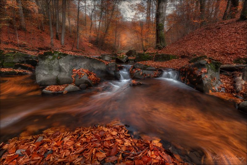 карпаты, украина, осень, Круговорот листвы в природе ..photo preview