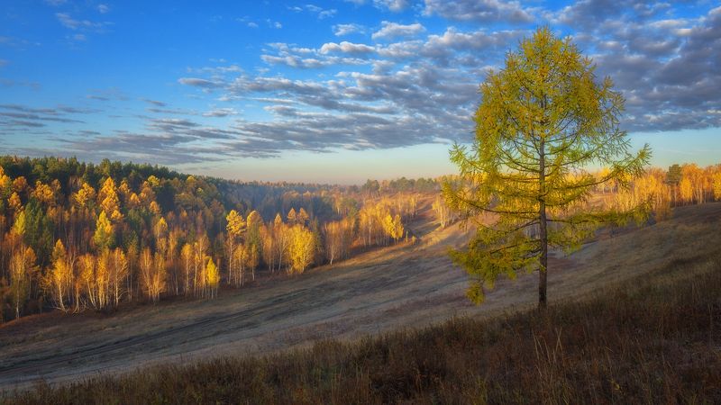 россия,осень,утро,пригорки, синее небо,золото берёз, желтая лиственница,осенний пейзаж,russia, autumn, morning, hillock, blue sky, birch gold, yellow larch, autumn landscape, Цвет, осеннего утра ...photo preview