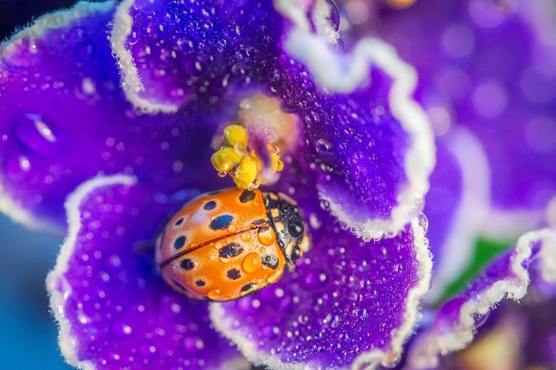 спящая в фиалкахphoto preview