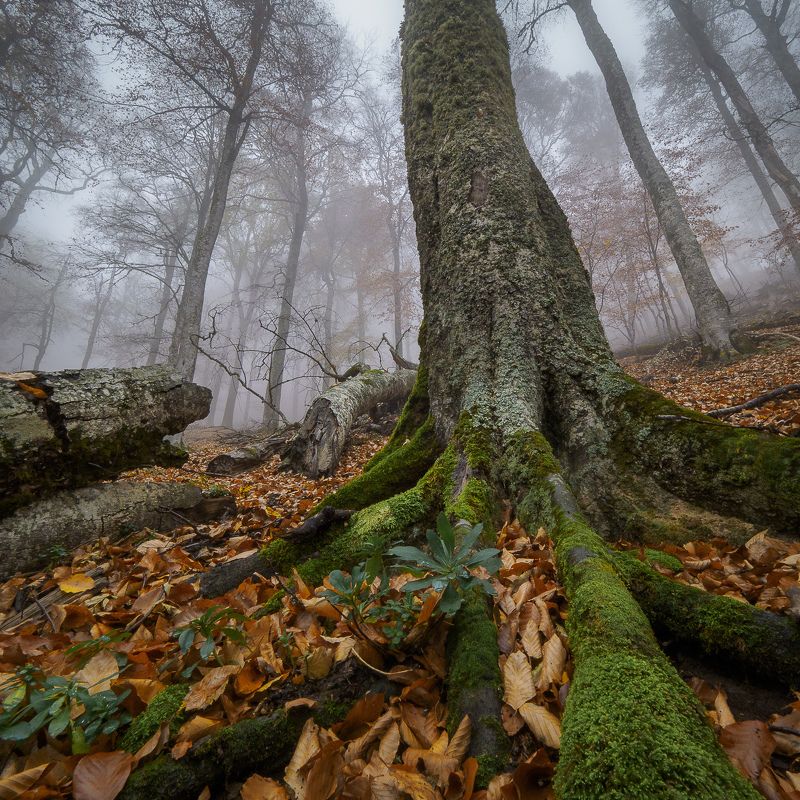 крым, crimea, осень, заповедник, дорога, алушта, туман, дерево Лапы Крымских драконовphoto preview