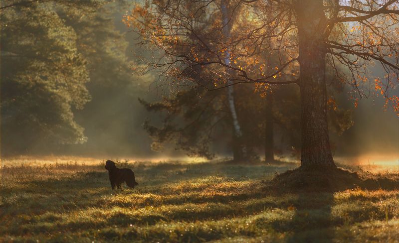 питер, павловск, павловскийпарк, пейзаж Октябрьские рассказы. . . Павловск . . .photo preview