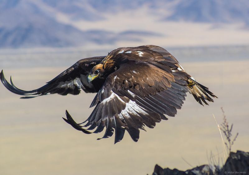 орел, беркут, монголия Полет беркутаphoto preview