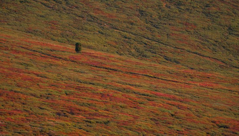 Однообразие в единообразииphoto preview